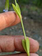 Image of One-Flower Fringed-Gentian