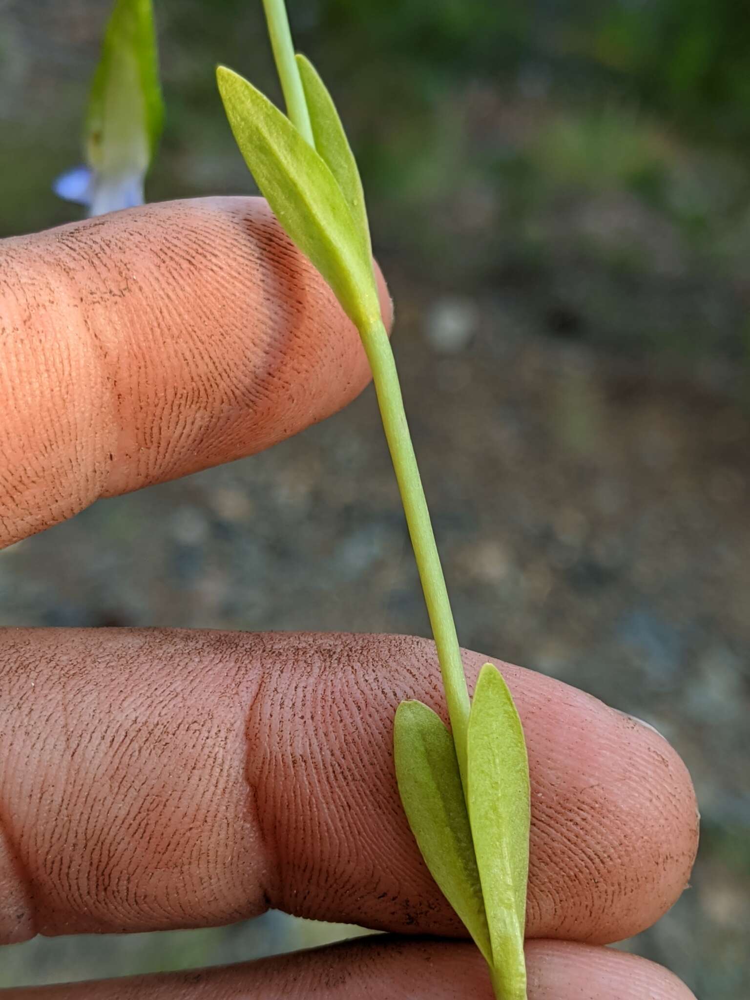 Image of One-Flower Fringed-Gentian