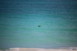 Image of Hawaiian Petrel