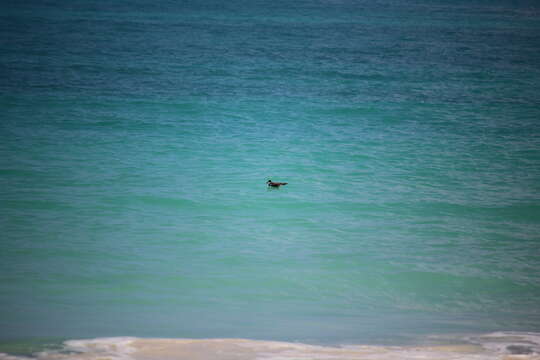 Image of Hawaiian Petrel