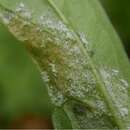 Image of Hyaloperonospora dentariae