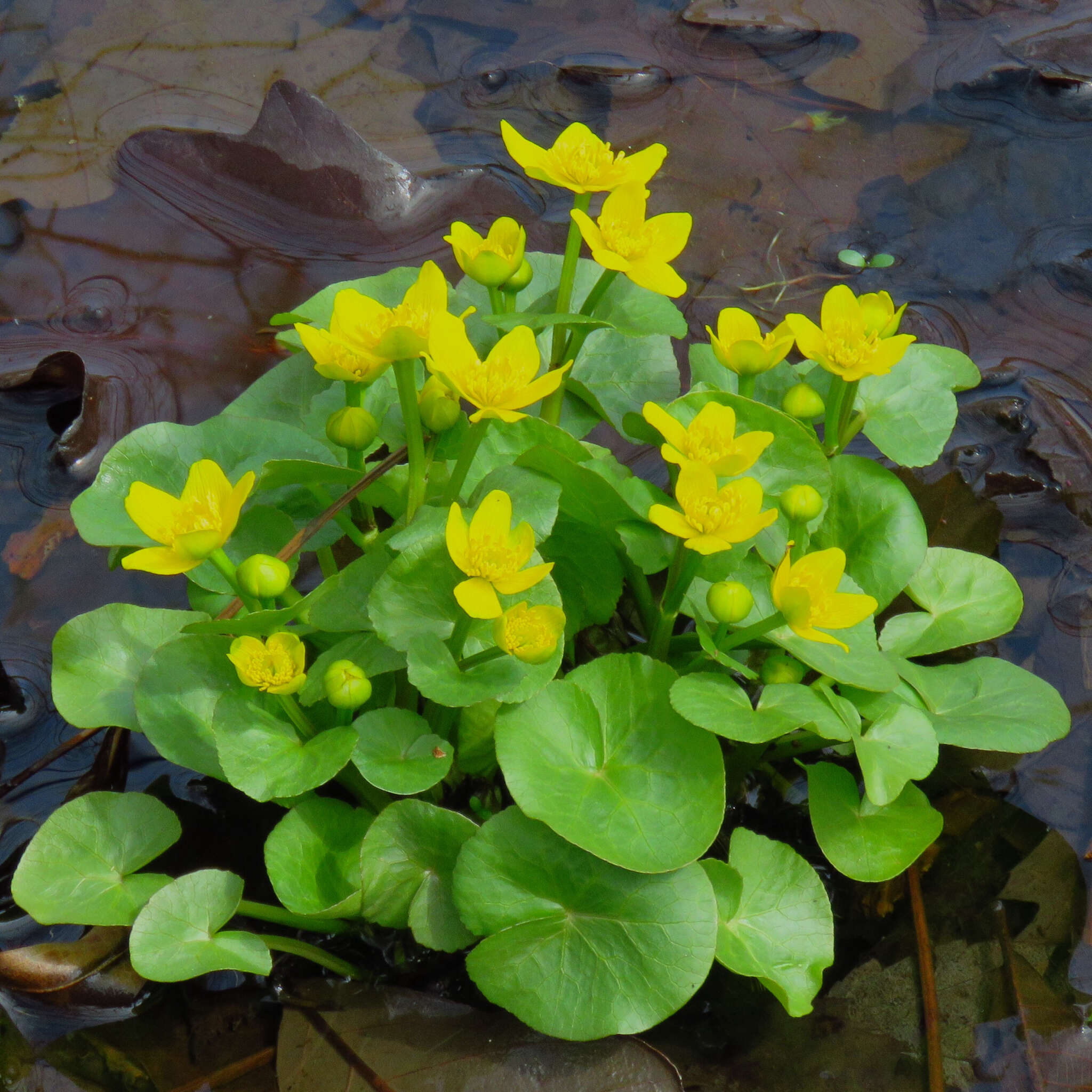 Plancia ëd Caltha palustris subsp. palustris