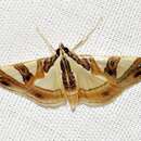 Glyphodes sycina Tams 1941的圖片