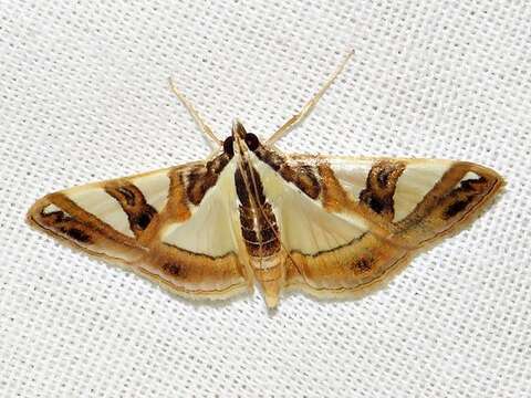 Glyphodes sycina Tams 1941的圖片