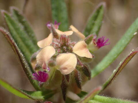 Imagem de Polygala arenaria Willd.