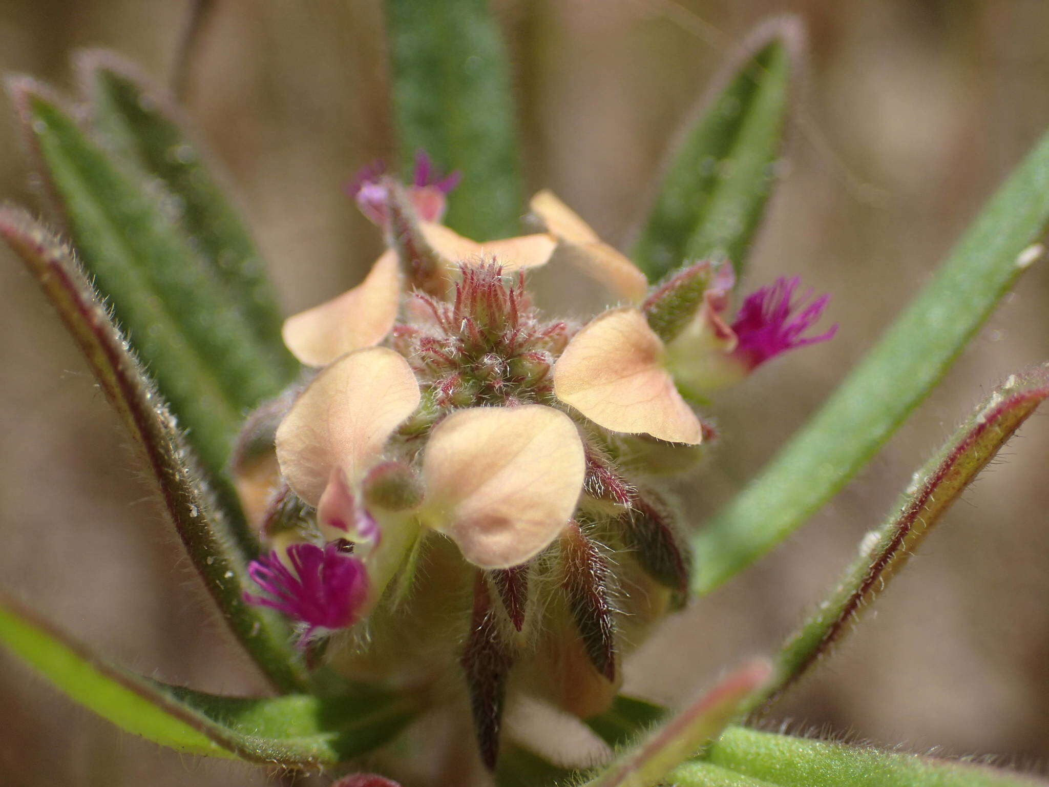 Polygala arenaria Willd. resmi