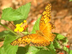 Image of Euptoieta hegesia meridiania Stichel 1938