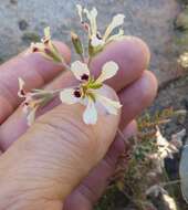 Image of Pelargonium trifoliolatum (Eckl. & Zeyh.) Steud.