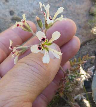 Image of Wineblotch Storksbill