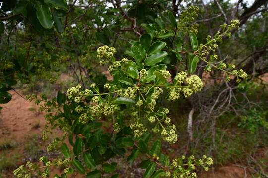 Plancia ëd Galpinia transvaalica N. E. Br.