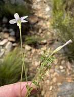 Sivun Oxalis ebracteata Savign. kuva