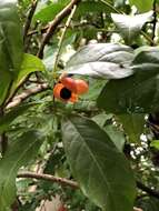 Imagem de Harpullia pendula Planch. ex F. Müll.