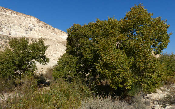 Image of Euphrates Poplar