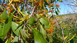 Image of Dendrophthoe vitellina (F. Müll.) Tieghem