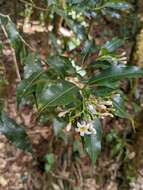 Image of Palicourea salicifolia Standl.