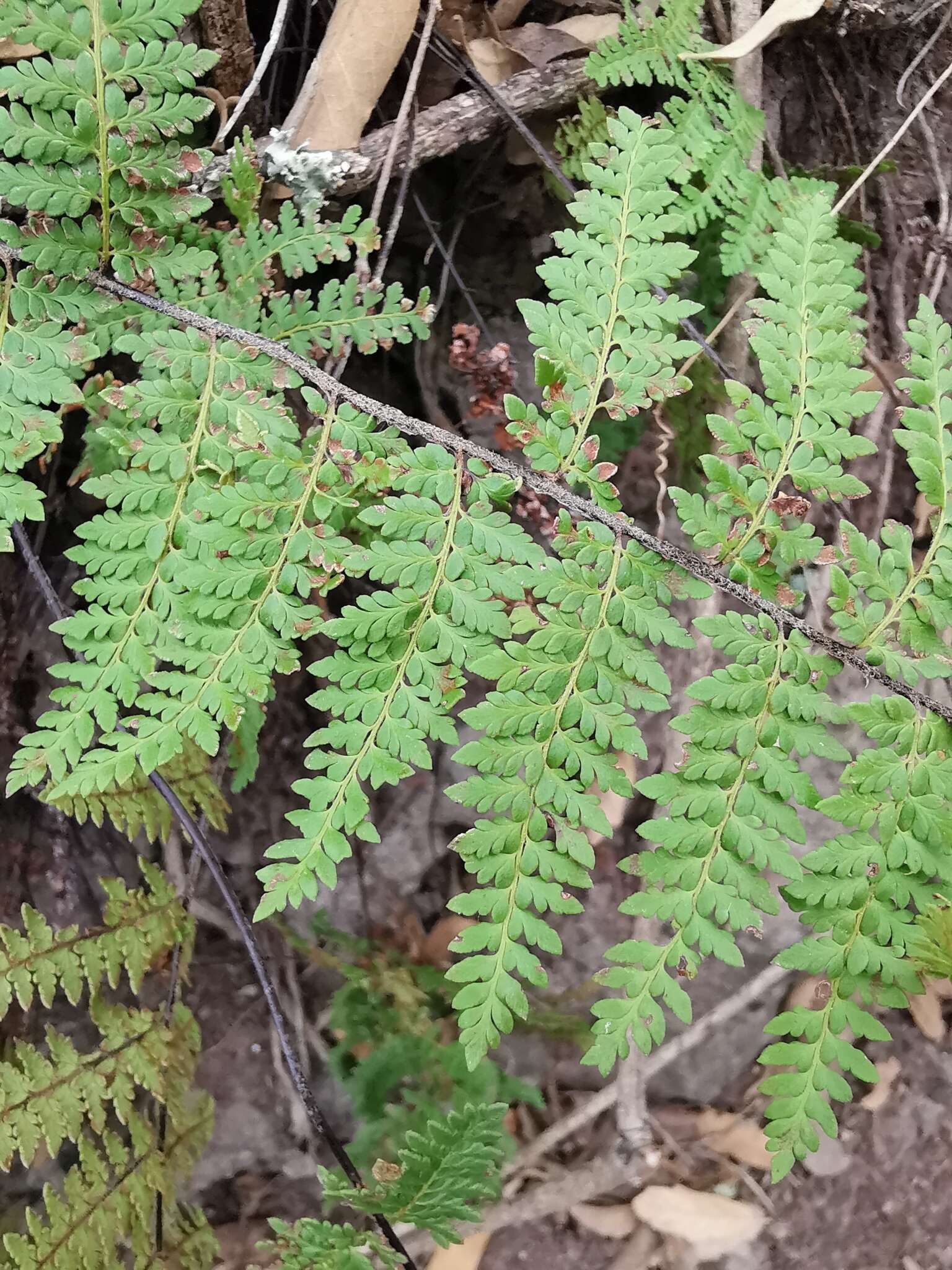 Image of Myriopteris microphylla (Sw.) Grusz & Windham