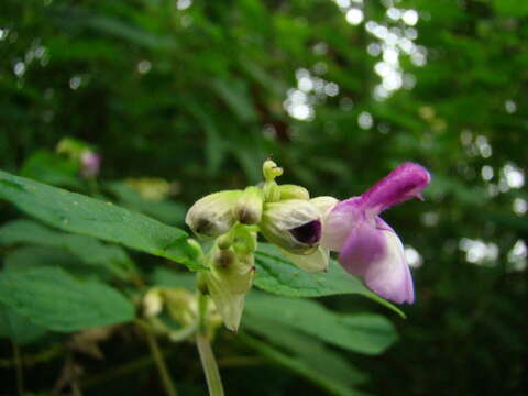 Imagem de Salvia arenaria A. St.-Hil. ex Benth.