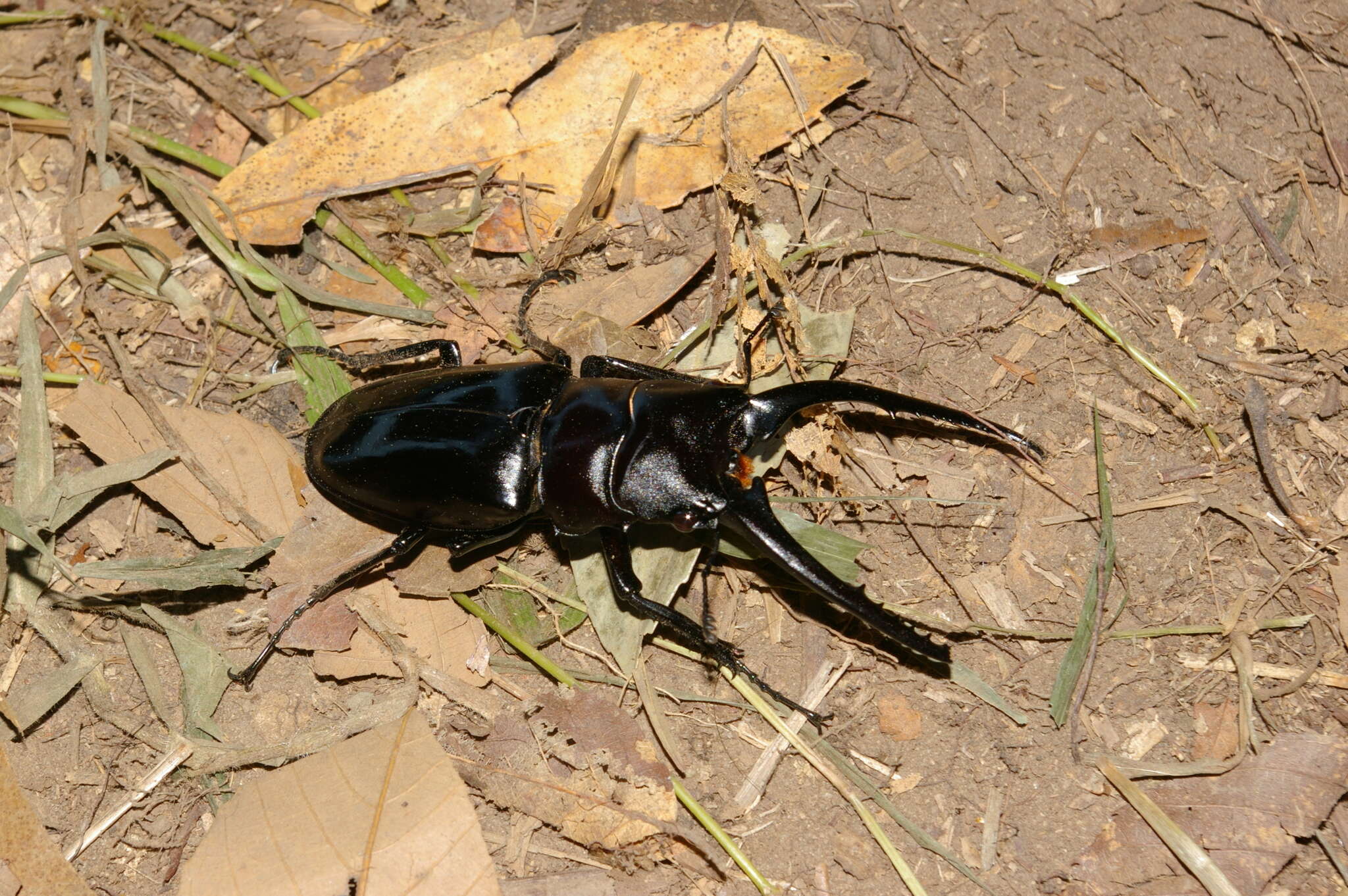 Image of Prosopocoilus (Cladognathus) confucius (Hope 1842)