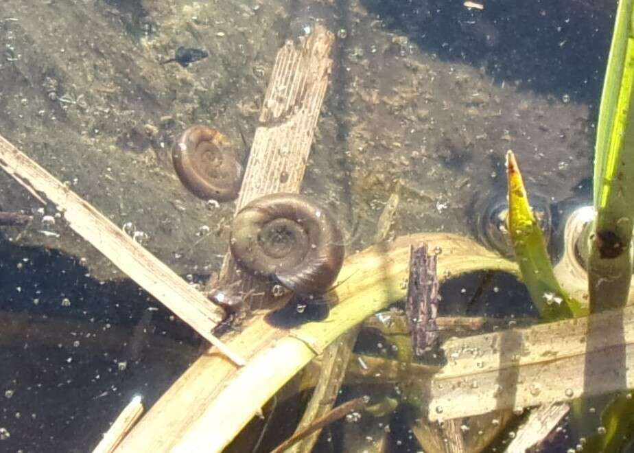 Image of Ram's Horn Snail