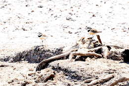 Image of Black-banded Plover