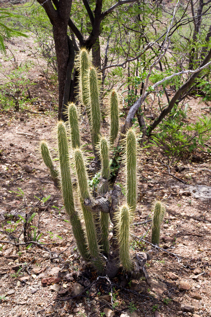 Cleistocactus tominensis subsp. micropetalus (F. Ritter) Mottram的圖片