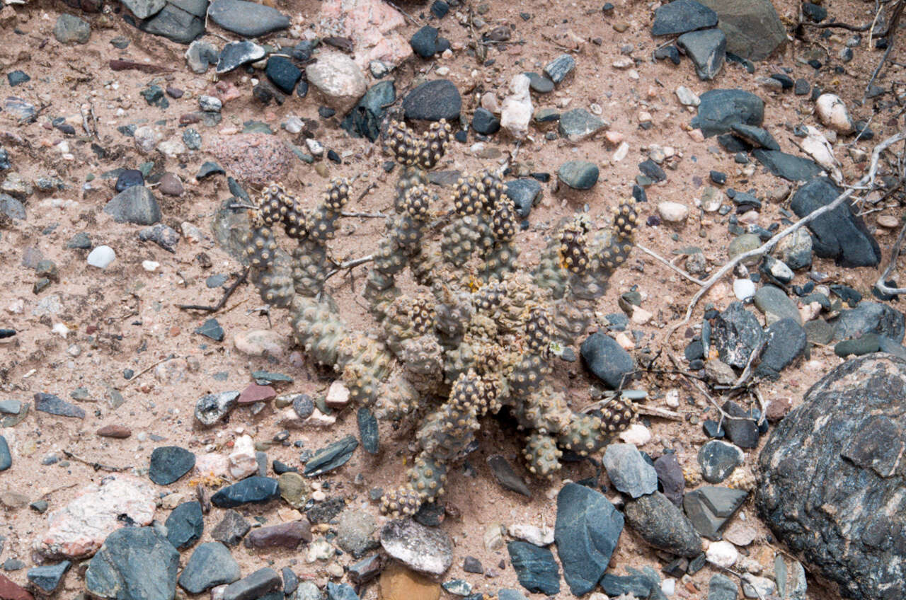 Image of Tephrocactus molinensis (Speg.) Backeb.