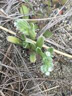 Sivun Cryptantha leiocarpa (Fisch. & C. A. Mey.) Greene kuva