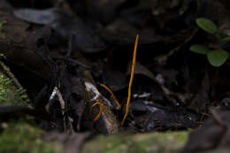 Image of Sulzbacheromyces caatingae (Sulzbacher & Lücking) B. P. Hodk. & Lücking 2014