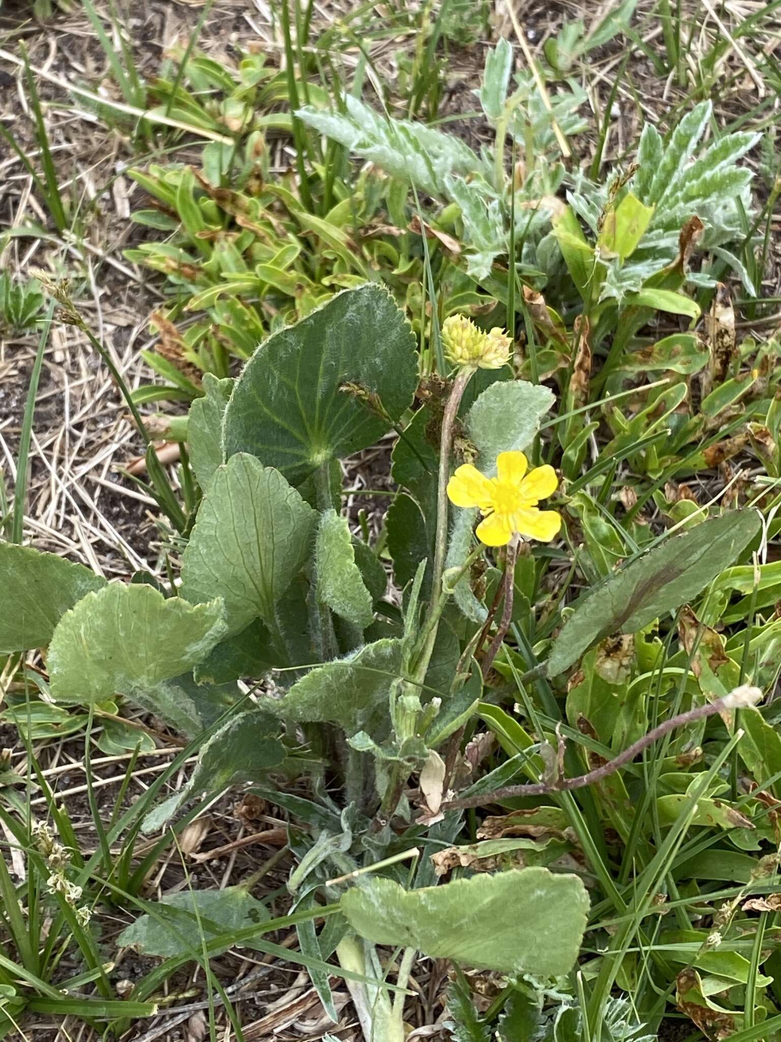 Слика од Ranunculus cardiophyllus Hook.