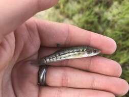 Image of Striped Killifish