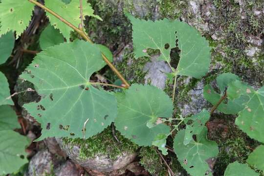 Image of Amur Lime