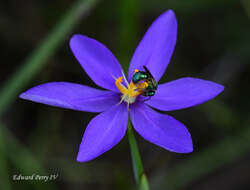 Image of fallflowering pleatleaf