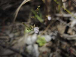 Sivun Stylidium pachyrhizum F. Müll. kuva