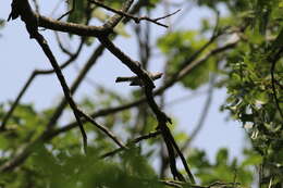 Image of Polioptila caerulea caerulea (Linnaeus 1766)