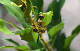 Imagem de Celithemis amanda (Hagen 1861)