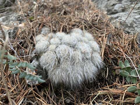 Image of Mammillaria glassii R. A. Foster