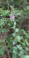 Image of African foxglove