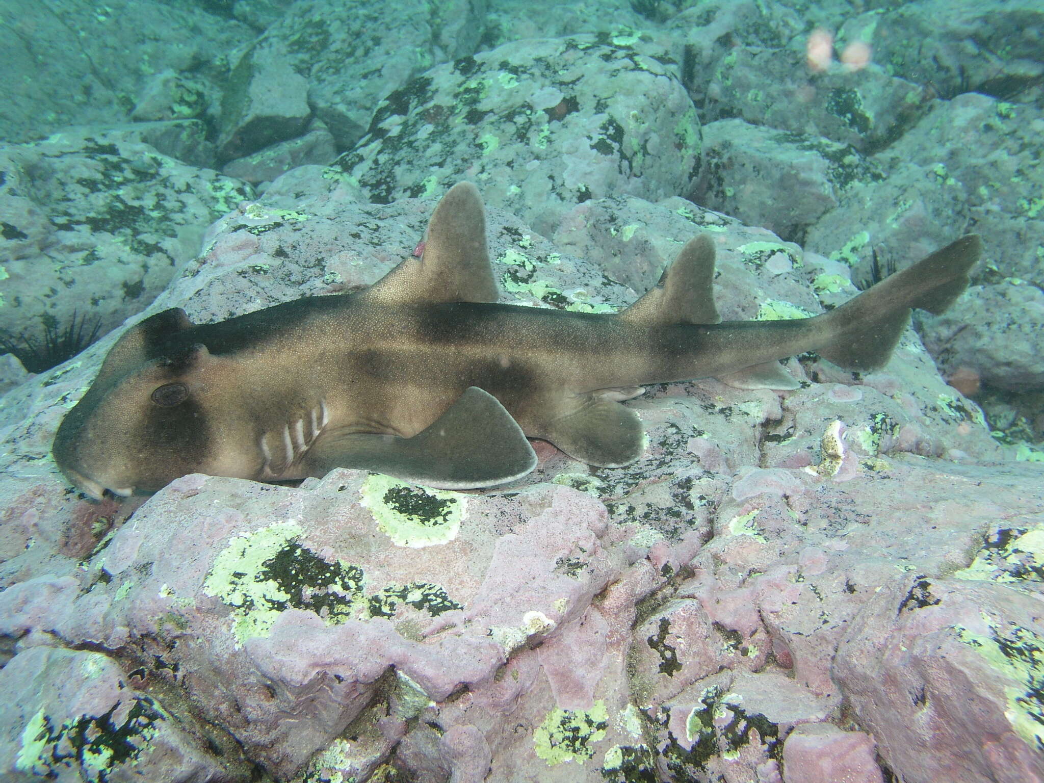 Image of Crested Bullhead Shark