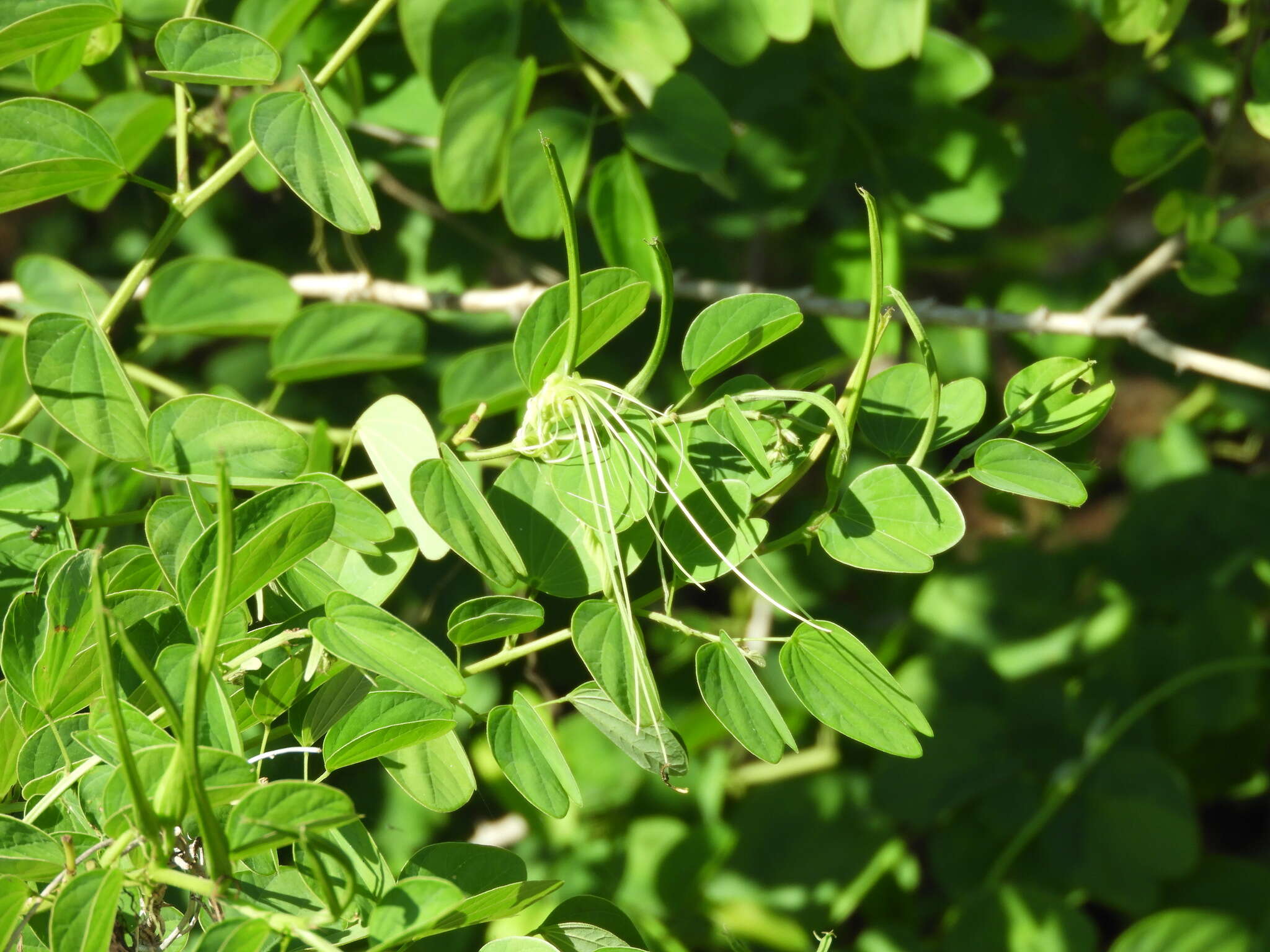 Plancia ëd Bauhinia pauletia Pers.