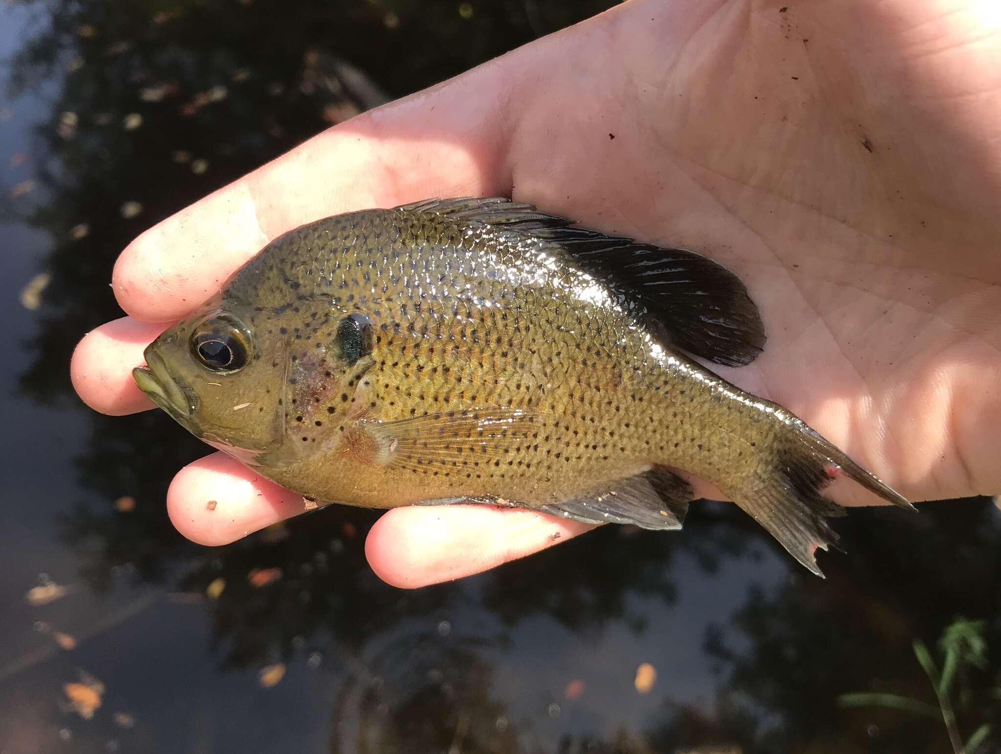 Image of Spotted Sunfish