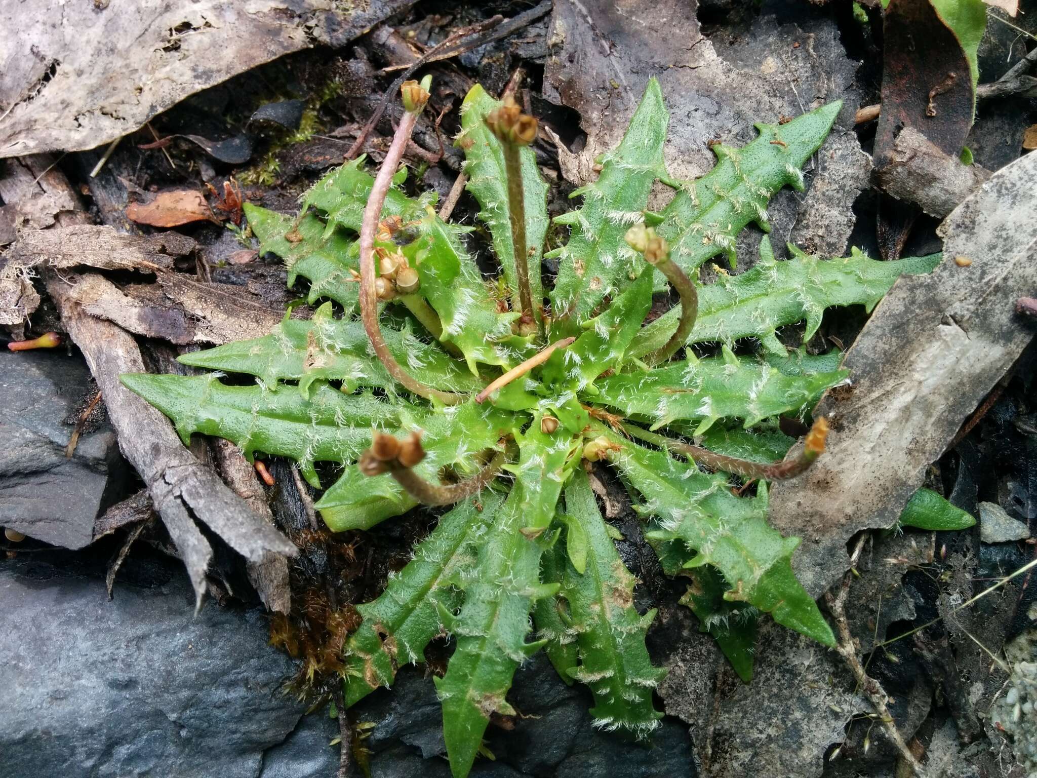 Image of Plantago paradoxa J. D. Hook.