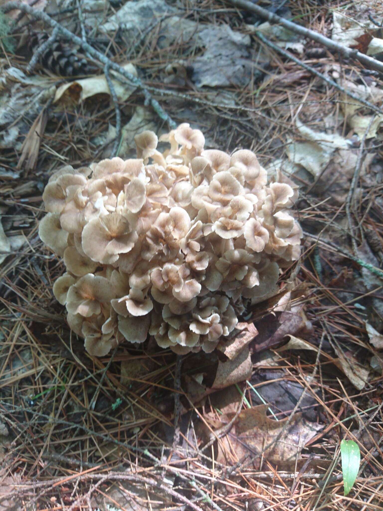 Image of Polyporus umbellatus (Pers.) Fr. 1821