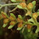 Image of Micropolypodium okuboi (Yatabe) Hayata