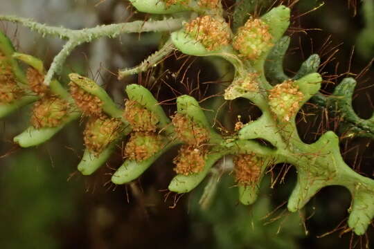 Image de Micropolypodium okuboi (Yatabe) Hayata