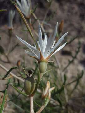 Image of gypsum blazingstar