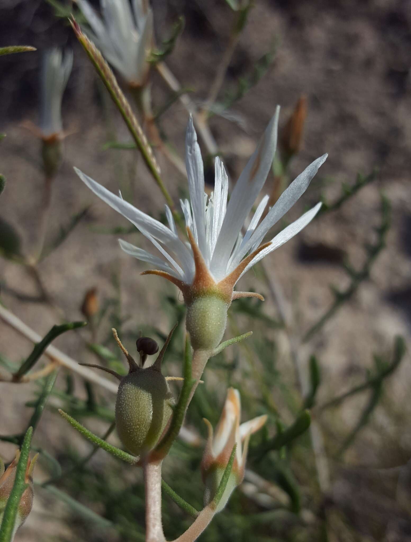 Mentzelia humilis (Rydb.) J. Darlington的圖片