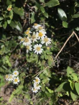 Image of Aster baccharoides (Benth.) Steetz