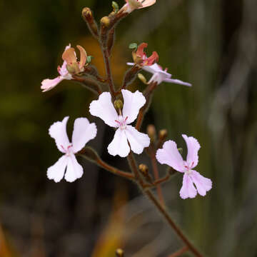 Image of Stylidium pilosum (Labill.) Labill.