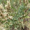 Image of prairie milkvetch