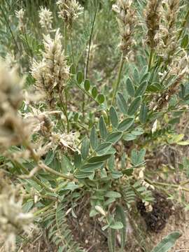 Image of prairie milkvetch